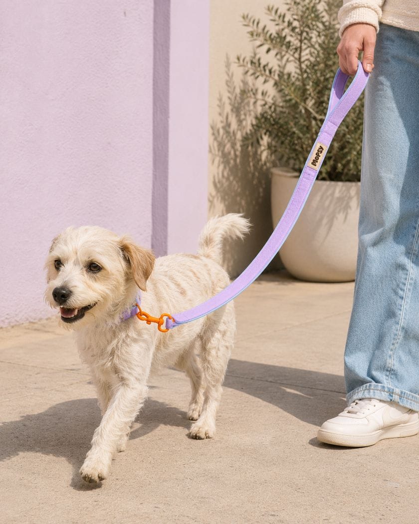 A dog on a walk in the lilac Mopsy leash